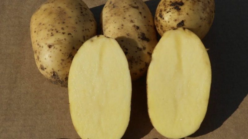 An early ripe table potato variety, Colette, which bears fruit twice a season