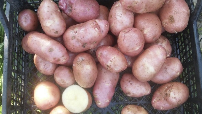 Potato variety Krasa with an excellent presentation and excellent taste
