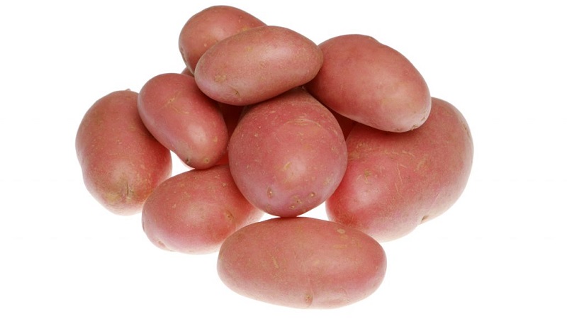 Potato variety Krasa with an excellent presentation and excellent taste