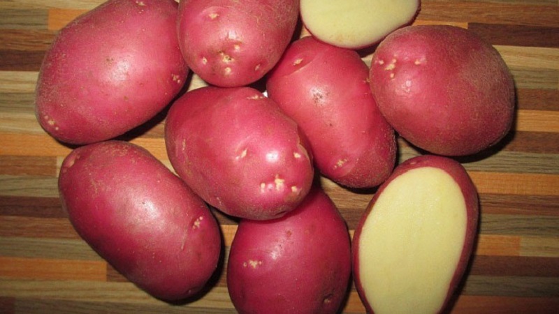 Potato variety Krasa with an excellent presentation and excellent taste