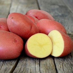 Potato variety Krasa with an excellent presentation and excellent taste