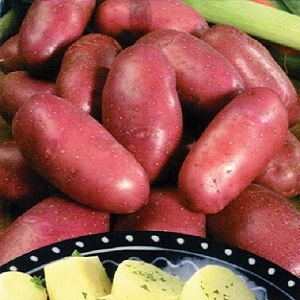 Potato variety Krasa with an excellent presentation and excellent taste
