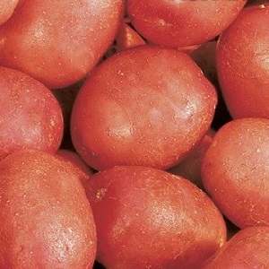 Potato variety Krasa with an excellent presentation and excellent taste
