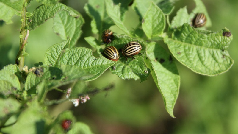 Young but promising German potato variety Crohn: description and reviews