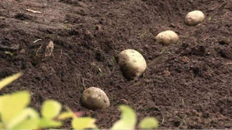 Potato variety Limonka: description, characteristics and reviews