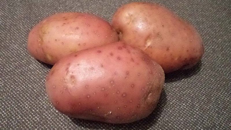 High-yielding, mid-late potato Manifesto with red tubers