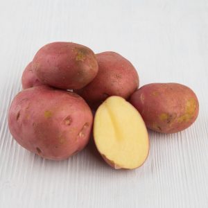 High-yielding, mid-late potato Manifesto with red tubers