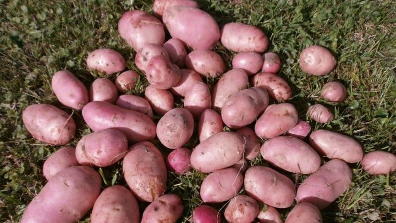 High-yielding, mid-late potato Manifesto with red tubers