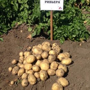 Riviera potato variety: grows in all climates