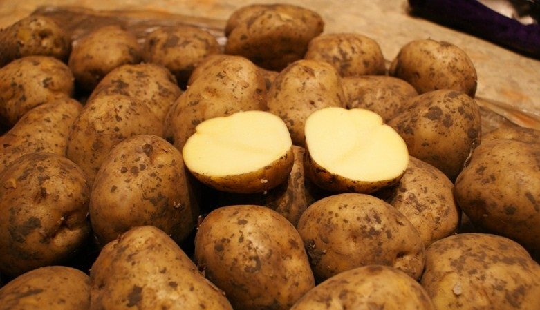 Riviera potato variety: grows in all climates