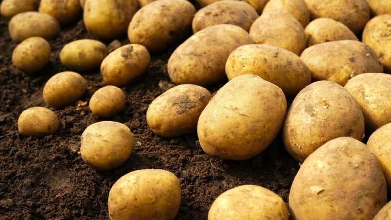 Riviera potato variety: grows in all climates