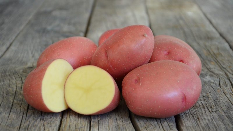 An early ripe variety of Rosar potatoes for the northern regions