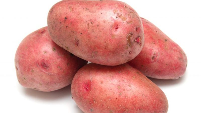 An early ripe variety of Rosar potatoes for the northern regions