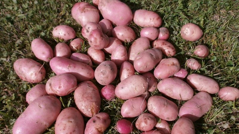 An early ripe variety of Rosar potatoes for the northern regions