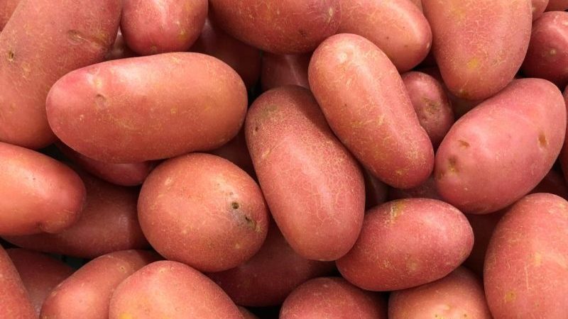 An early ripe variety of Rosar potatoes for the northern regions