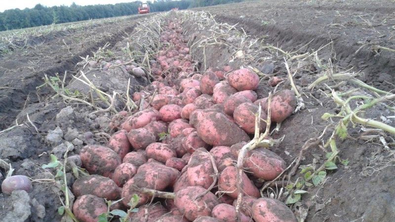 An early ripe variety of Rosar potatoes for the northern regions