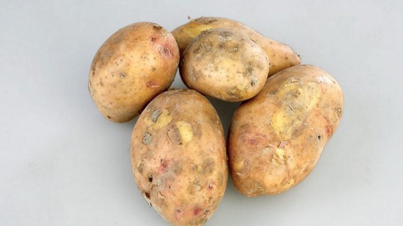 Mid-season potato variety Slavyanka with large tubers