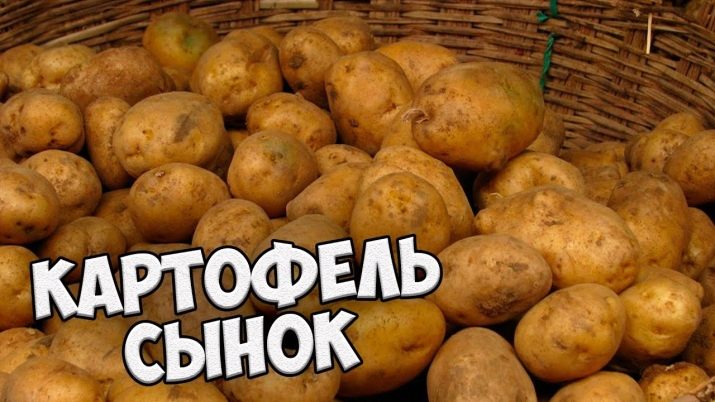 High-yielding potato variety with excellent taste Sonok (Bogatyr)