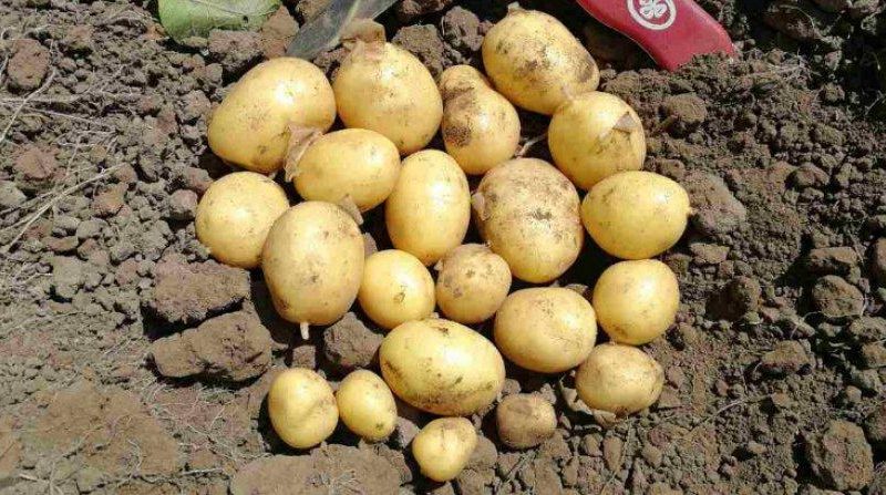 High-yielding potato variety with excellent taste Sonok (Bogatyr)