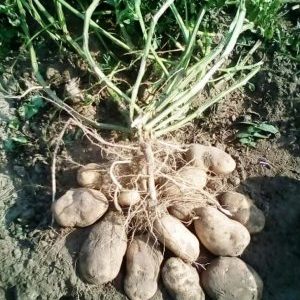 High-yielding potato variety with excellent taste Sonok (Bogatyr)