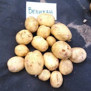 High-yielding potato variety Giant with large tubers