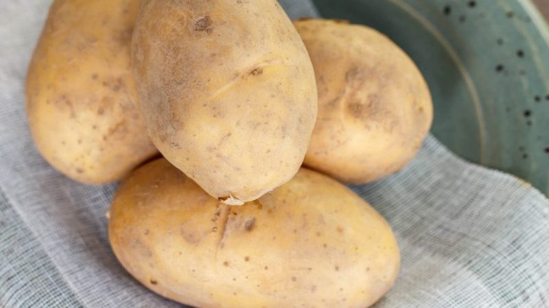 High-yielding potato variety Giant with large tubers