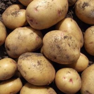 High-yielding potato variety Giant with large tubers