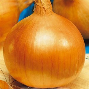 A large mid-season onion variety Globo: reviews of summer residents and features of agricultural technology
