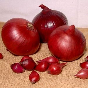 Mid-season Carmen onion with a mild taste