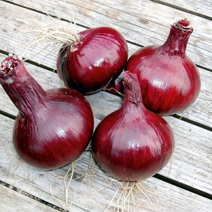 Mid-season Carmen onion with a mild taste