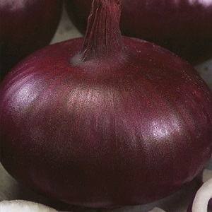 Mid-season Carmen onion with a mild taste