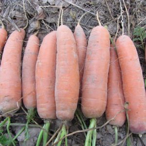 Sweet variety of carrots Shantane Royal bright orange color