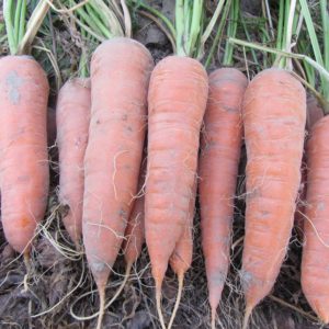 Sweet variety of carrots Shantane Royal bright orange color
