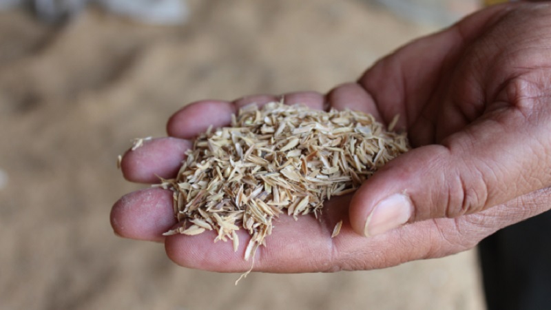 Composition and features of the use of rice husk