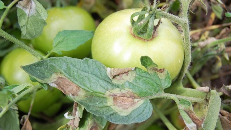 Rescue with copper wire from late blight on tomatoes - myth or reality: full analysis
