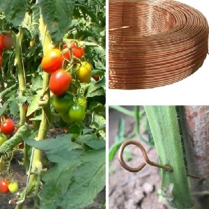 Rescue with copper wire from late blight on tomatoes - myth or reality: full analysis