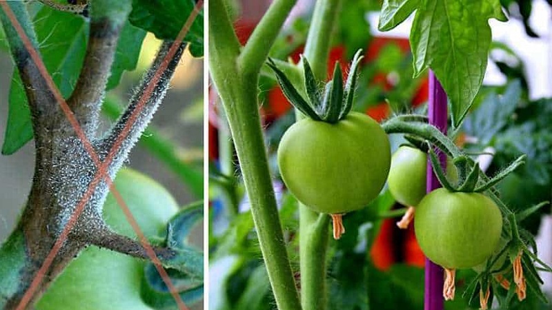 Rescue with copper wire from late blight on tomatoes - myth or reality: full analysis