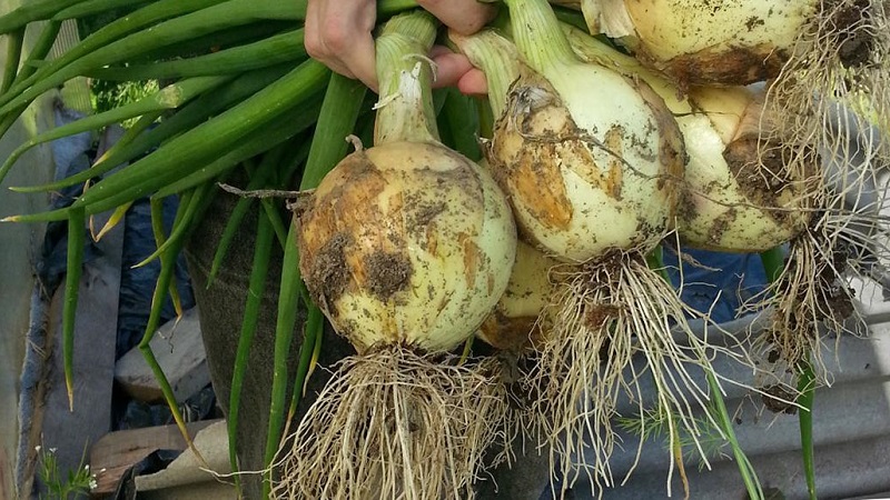 Medium late onion with very large heads Exible