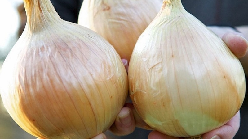 Medium late onion with very large heads Exible