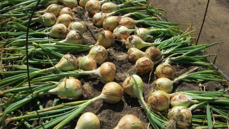 Medium late onion with very large heads Exible