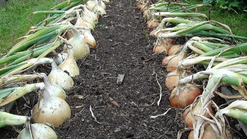 Medium late onion with very large heads Exible