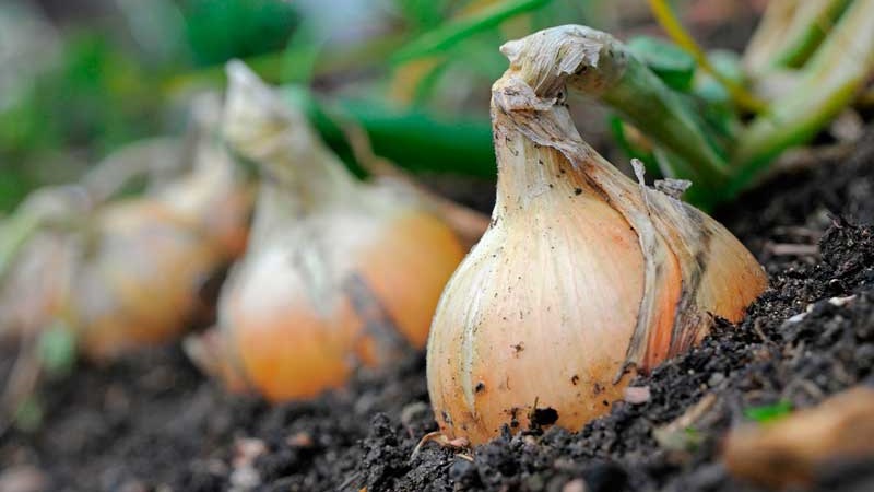 Medium late onion with very large heads Exible