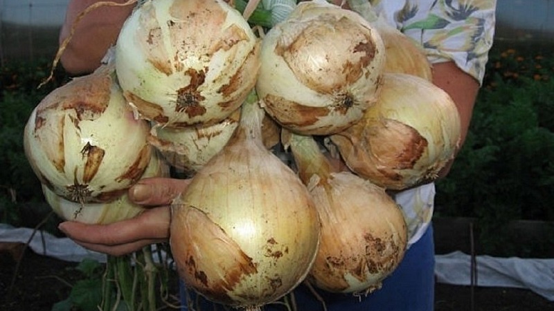 Medium late onion with very large heads Exible