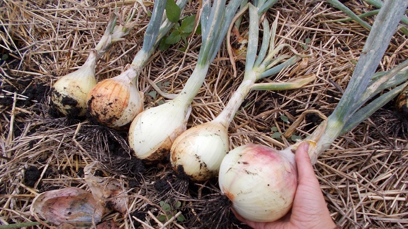 Medium late onion with very large heads Exible