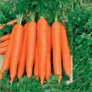 Mid-late Autumn King Carrot