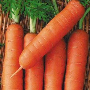 Mid-late Autumn King Carrot