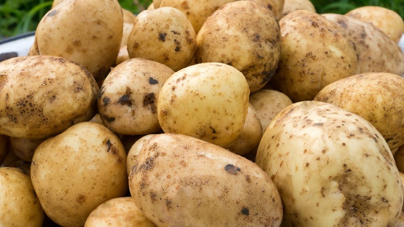 Mid-early high-yield potato Santa