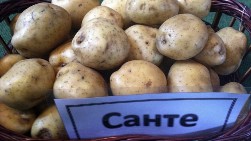 Mid-early high-yield potato Santa