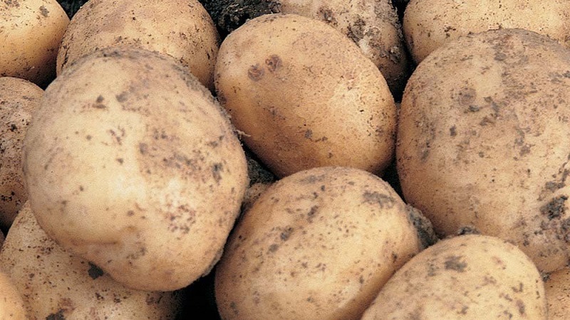 Mid-early high-yield potato Santa