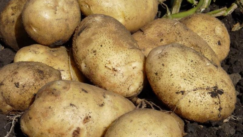 Mid-early high-yield potato Santa